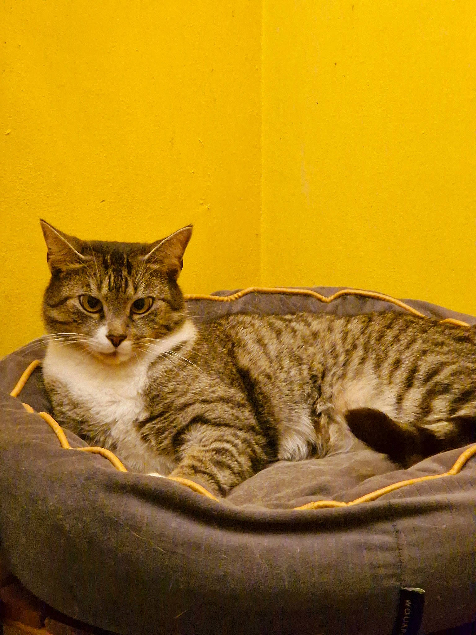 Tigru participe au concours pour gagner de l'argent avec cette photo : carnivore, cat, cat_supply, claw, comfort, domestic_short_haired_cat, fawn, felidae, fur, paw, sitting, small_to_medium_sized_cats, snout, tail, terrestrial_animal, whiskers, wildlife, window, wood