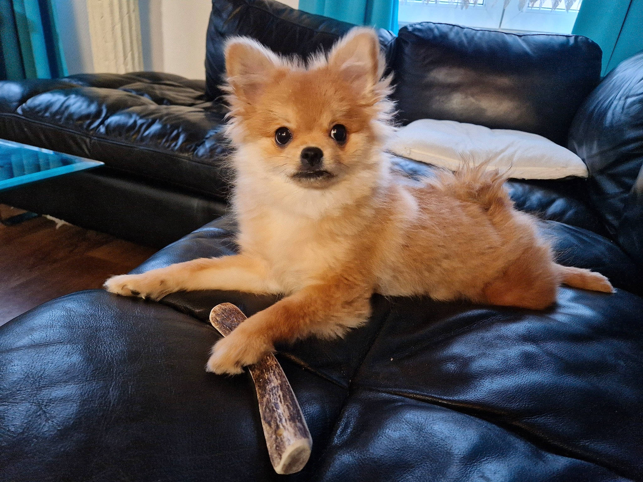 Chanel participe au concours pour gagner de l'argent avec cette photo : carnivore, comfort, companion_dog, couch, dog, dog_breed, fawn, flooring, foot, fur, furniture, hardwood, paw, snout, sporting_group, studio_couch, tail, whiskers, wood, working_animal