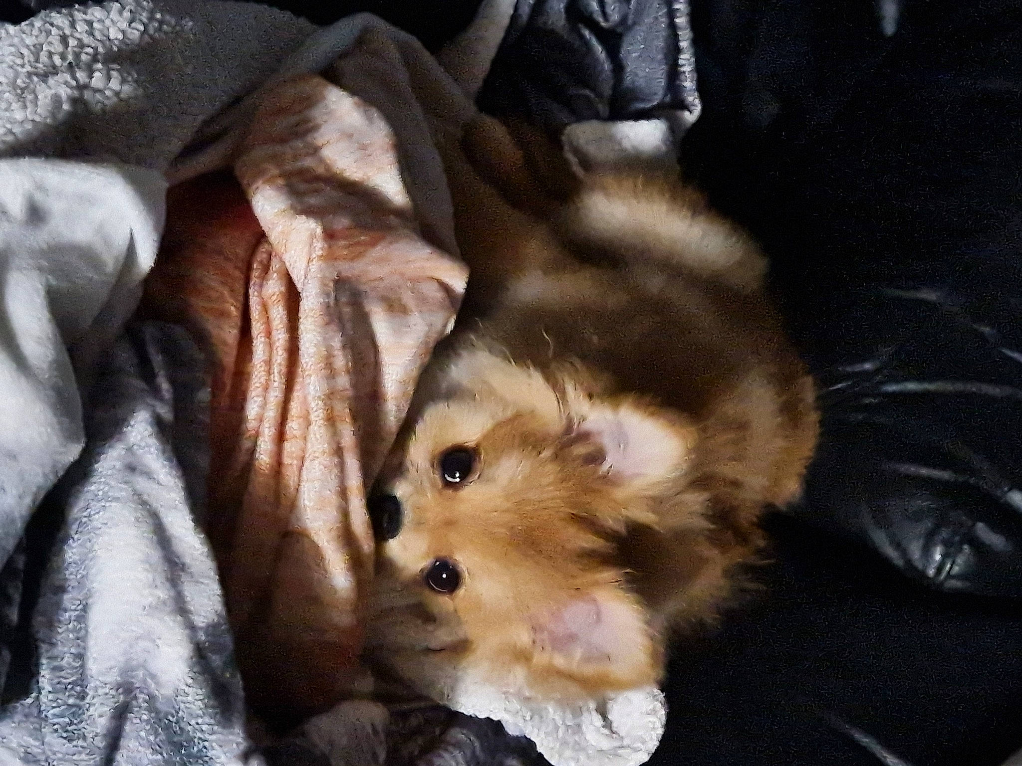 Chanel a rejoint le concours — aidez-le/la à gagner de superbes lots ! canidae, carnivore, comfort, companion_dog, dog, dog_breed, fawn, felidae, fur, puppy, small_to_medium_sized_cats, snout, spitz, sporting_group, terrestrial_animal, whiskers, wildlife, wood