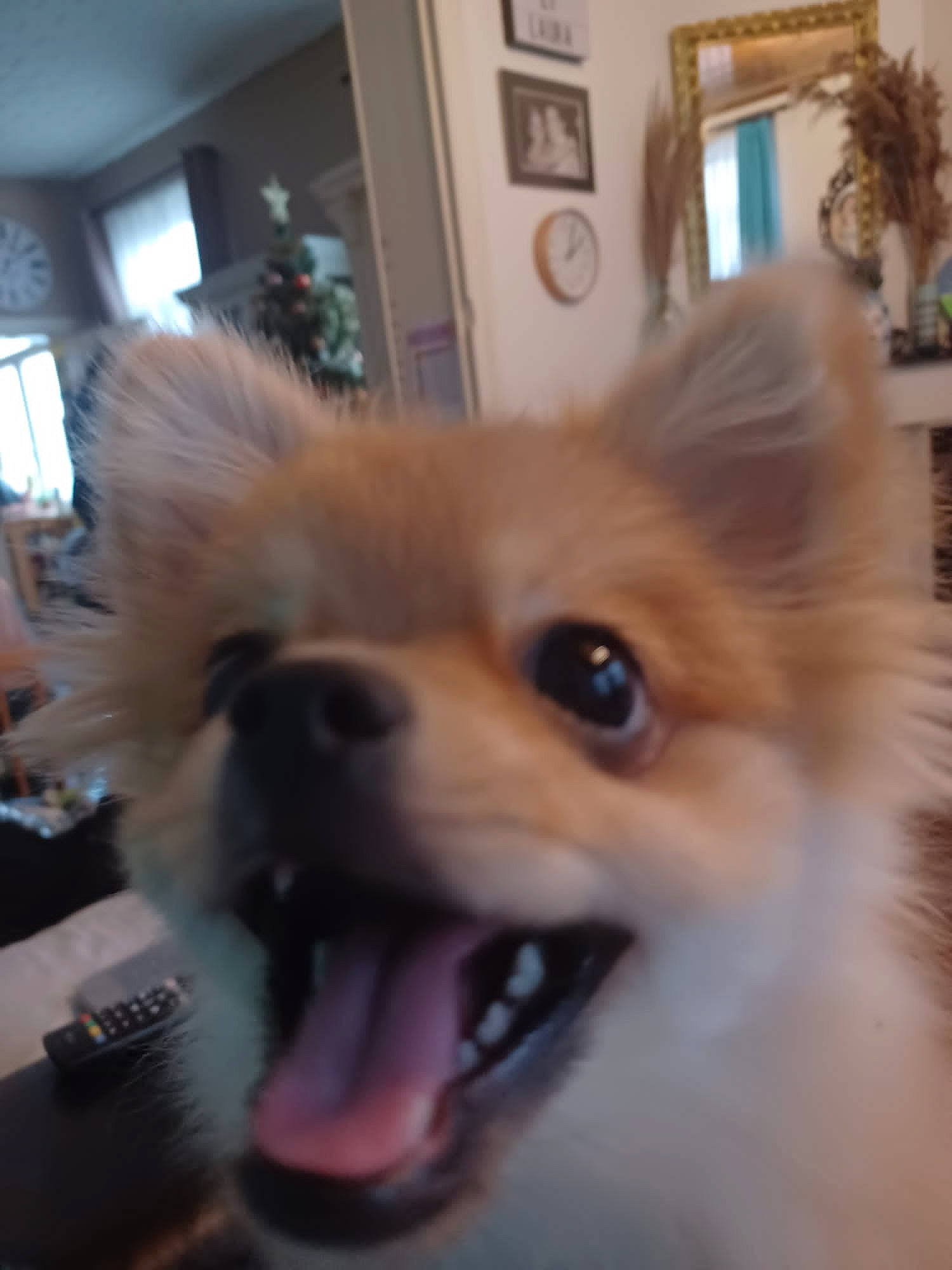 Chanel participe au concours pour gagner de l'argent avec cette photo : canidae, carnivore, companion_dog, dog, dog_breed, dog_supply, ear, fawn, flooring, fur, german_spitz, picture_frame, snout, spitz, sporting_group, terrestrial_animal, toy_dog, whiskers, wood, working_animal