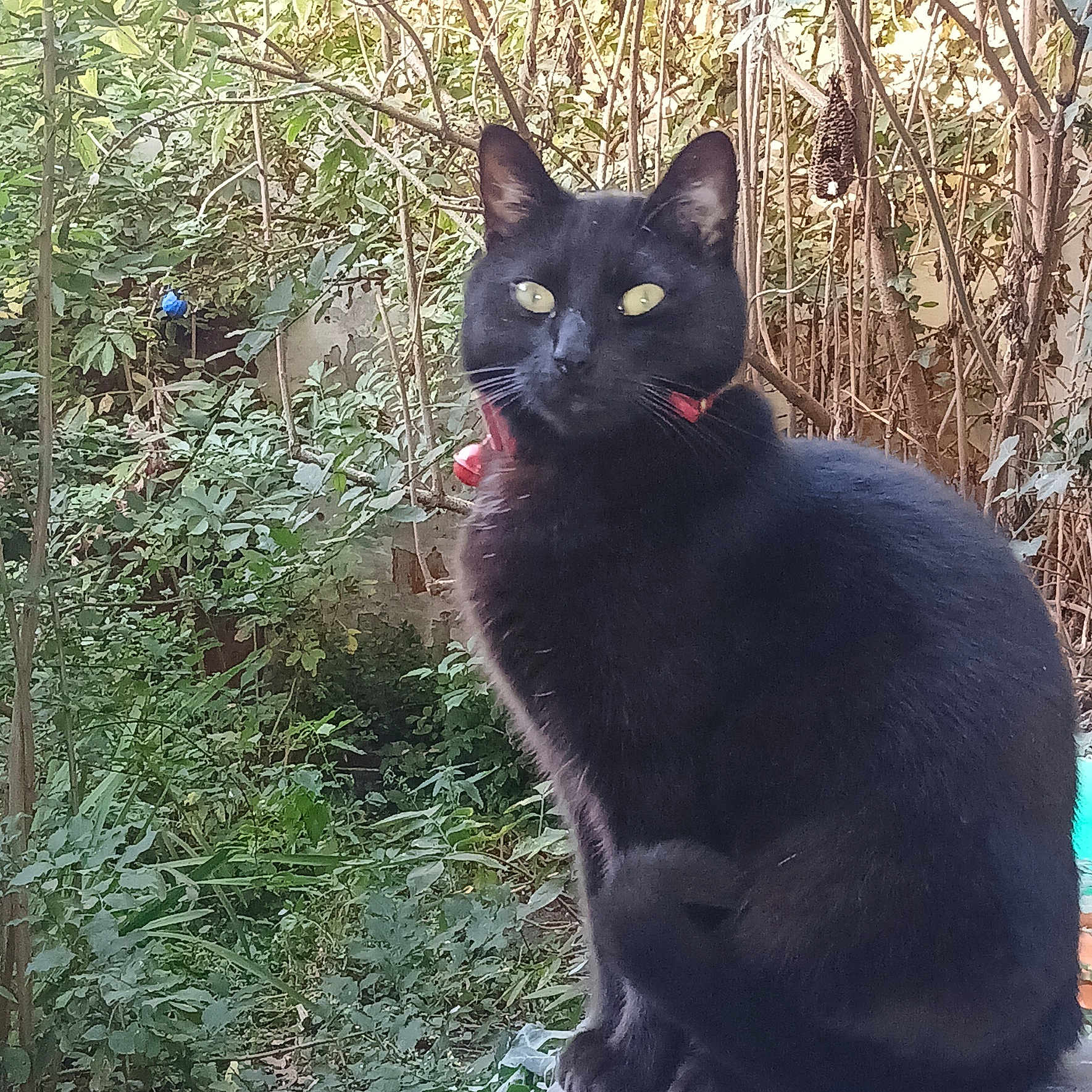 Coco