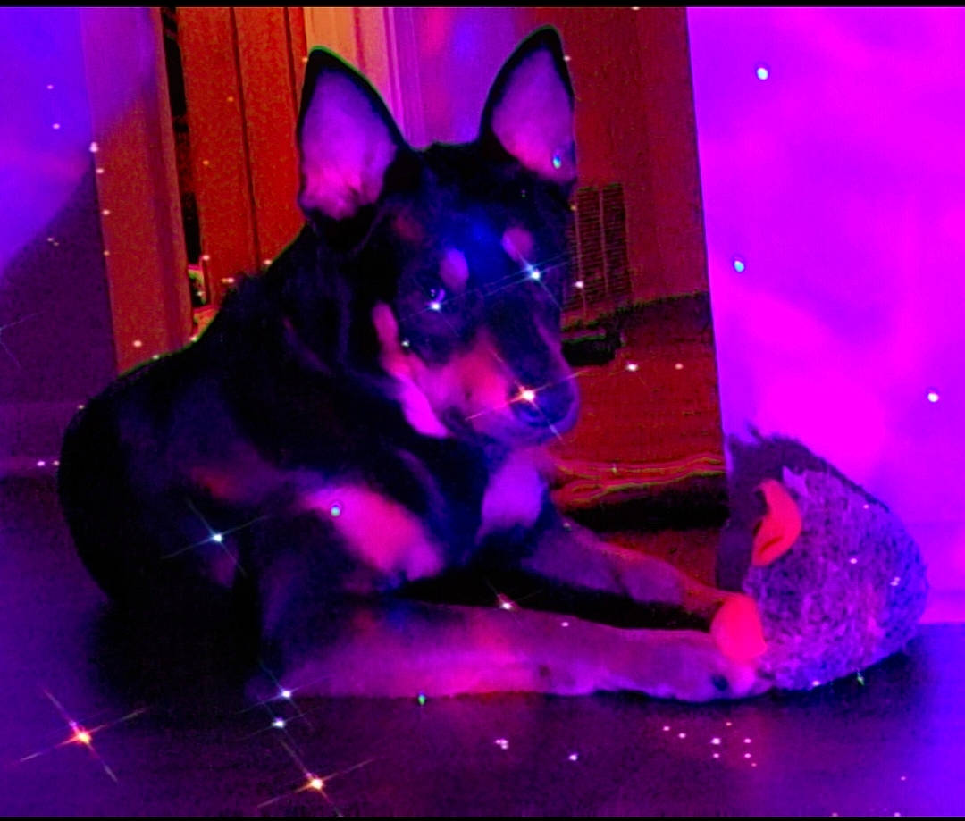 Bruno joined the competition — help win amazing prizes! canidae, carnivore, companion_dog, costume, dog, dog_breed, dog_supply, electric_blue, entertainment, event, fawn, fictional_character, guard_dog, magenta, pink, purple, snout, sporting_group, toy_dog, violet