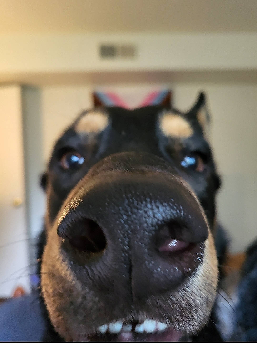 Bruno joined the competition — help win amazing prizes! canidae, carnivore, close_up, companion_dog, dog, dog_breed, electric_blue, eye, fang, fur, jaw, non_sporting_group, snout, sporting_group, terrestrial_animal, vertebrate, whiskers, working_animal, working_dog