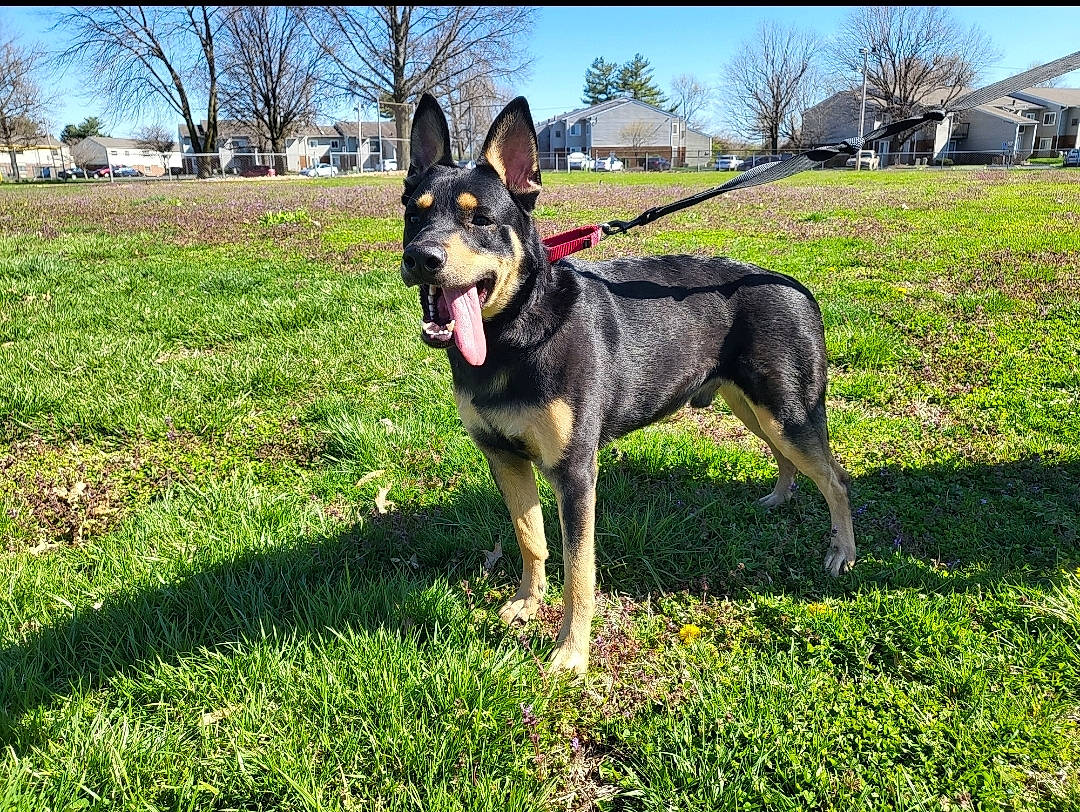 Bruno joined the competition — help win amazing prizes! canidae, carnivore, collar, companion_dog, dog, dog_breed, dog_supply, east_european_shepherd, fawn, german_shepherd_dog, grass, guard_dog, herding_dog, plant, sky, snout, sporting_group, tree, working_animal, working_dog