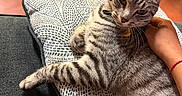 Oreo is registered to the contest to win money with this photo: cat, tabby, pet, pillow, couch, hand, indoor, fur, stripe, relax, comfort, domestic_animal, whisker, ear, eye, nose, claw, human_hand, fabric, floor
