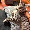 cat, tabby, pet, pillow, couch, hand, indoor, fur, stripe, relax, comfort, domestic_animal, whisker, ear, eye, nose, claw, human_hand, fabric, floor
