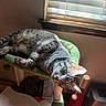 cat, tabby_cat, pet, indoor, cat_tree, scratching_post, window, blinds, sunlight, relaxing, feline, green_perch, cozy, home_interior, fur, whiskers, playful, resting, animal, cute