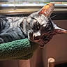 Oreo joined the competition — help win amazing prizes! cat, tabby, pet, indoor, sunlight, window, blinds, perch, feline, whiskers, ears, face, resting, cozy, scratching_post, green, fur, eyes, closeup, relaxing