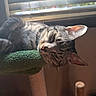 Oreo joined the competition — help win amazing prizes! cat, tabby, pet, animal, indoor, sunlight, window, blinds, feline, resting, sleepy, green_perch, fur, whiskers, ears, closeup, cozy, relaxed, domestic_cat, household