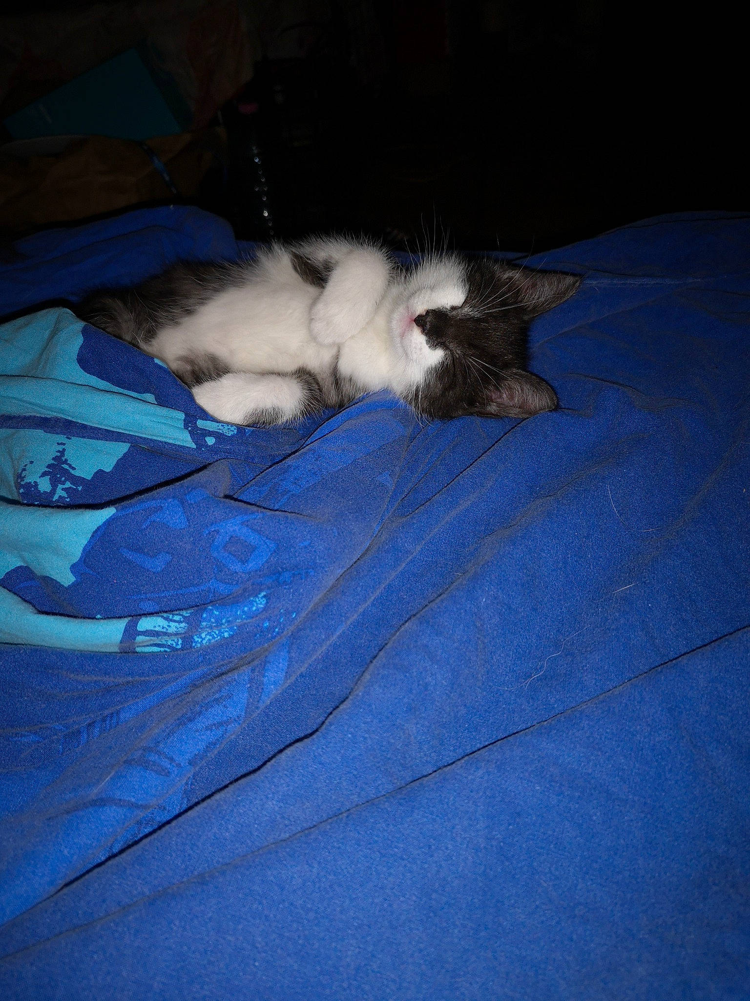 Smoothie participe au concours pour gagner de l'argent avec cette photo : carnivore, cat, felidae, fur, kitten, norwegian_forest_cat, ragamuffin, ragdoll, sleep, small_to_medium_sized_cats, tail, whiskers