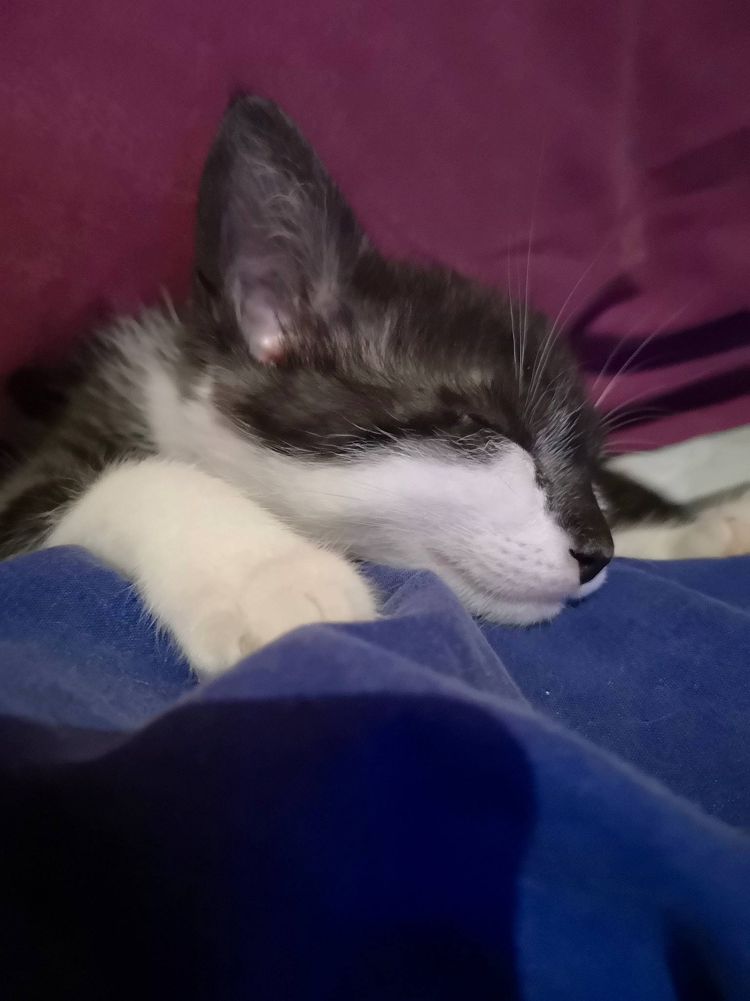 Smoothie a rejoint le concours — aidez-le/la à gagner de superbes lots ! aegean_cat, american_wirehair, black_and_white, carnivore, cat, domestic_short_haired_cat, ear, eye, felidae, fur, kitten, nap, norwegian_forest_cat, polydactyl_cat, sky, sleep, small_to_medium_sized_cats, snout, tail, whiskers