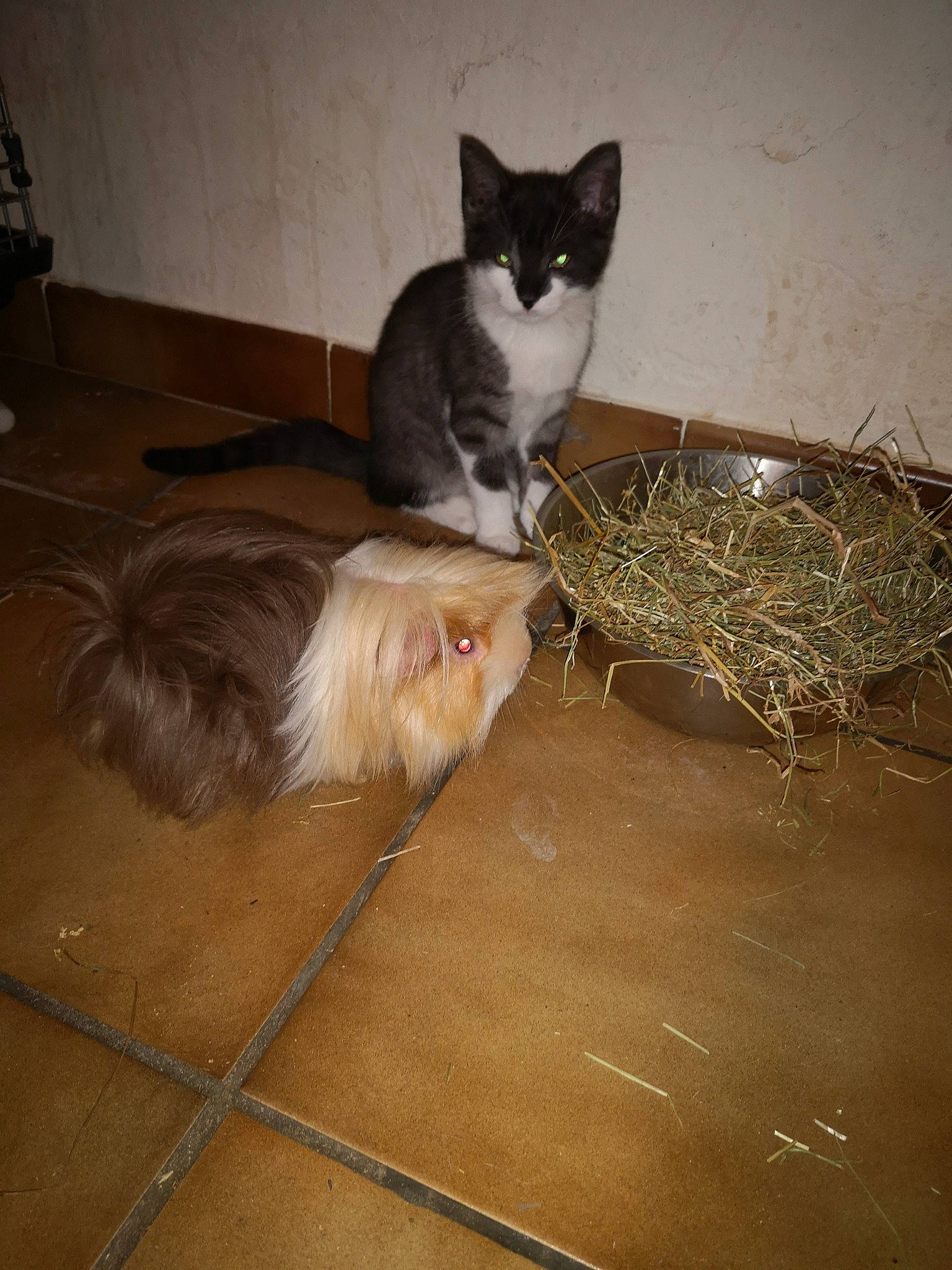 Smoothie participe au concours pour gagner de l'argent avec cette photo : animal_shelter, carnivore, cat, domestic_long_haired_cat, domestic_short_haired_cat, european_shorthair, fawn, felidae, norwegian_forest_cat, small_to_medium_sized_cats, tail, whiskers