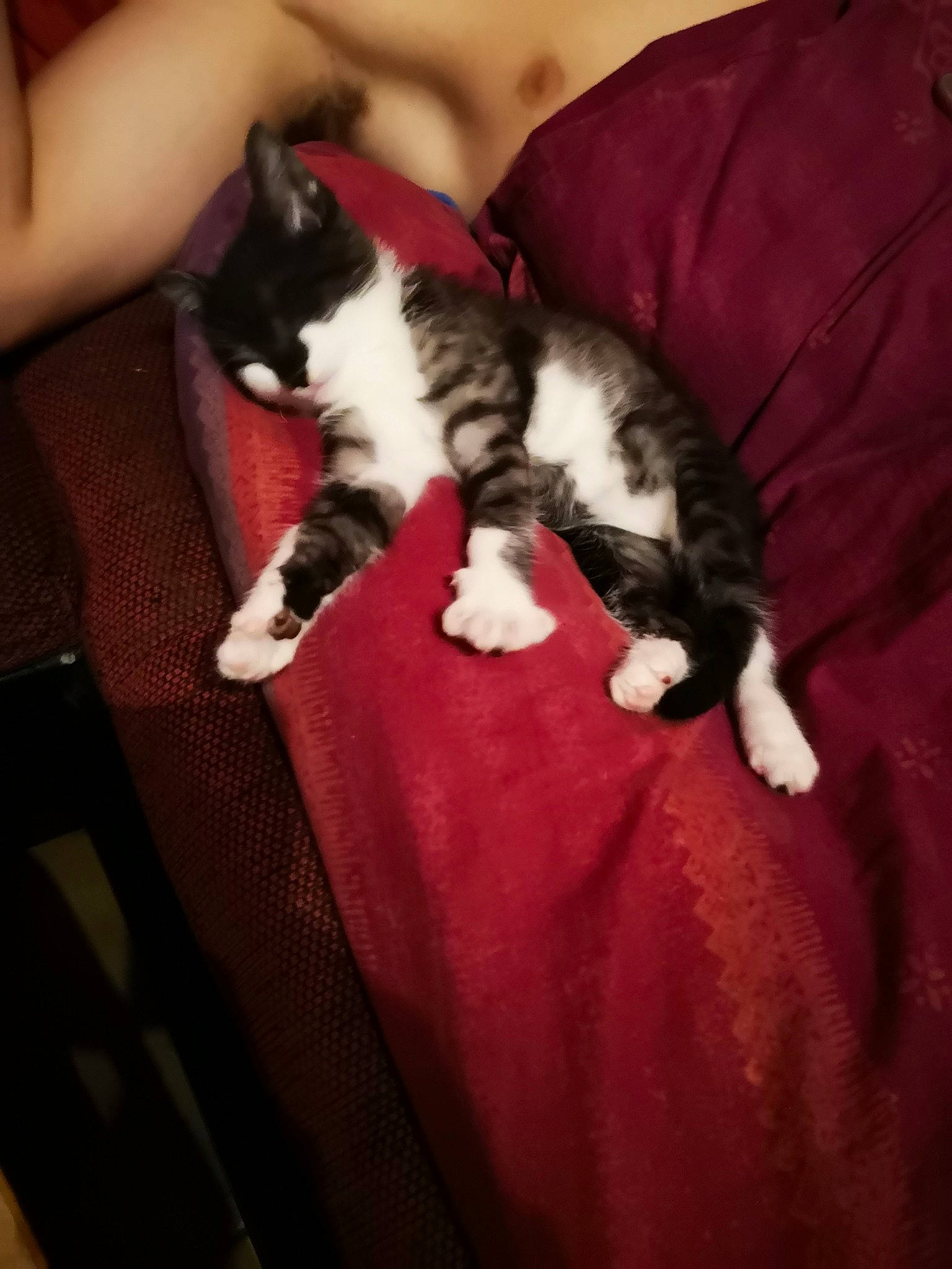 Smoothie participe au concours pour gagner de l'argent avec cette photo : american_shorthair, american_wirehair, carnivore, cat, claw, domestic_short_haired_cat, european_shorthair, felidae, fur, kitten, leg, mammal, norwegian_forest_cat, paw, polydactyl_cat, small_to_medium_sized_cats, tail, whiskers