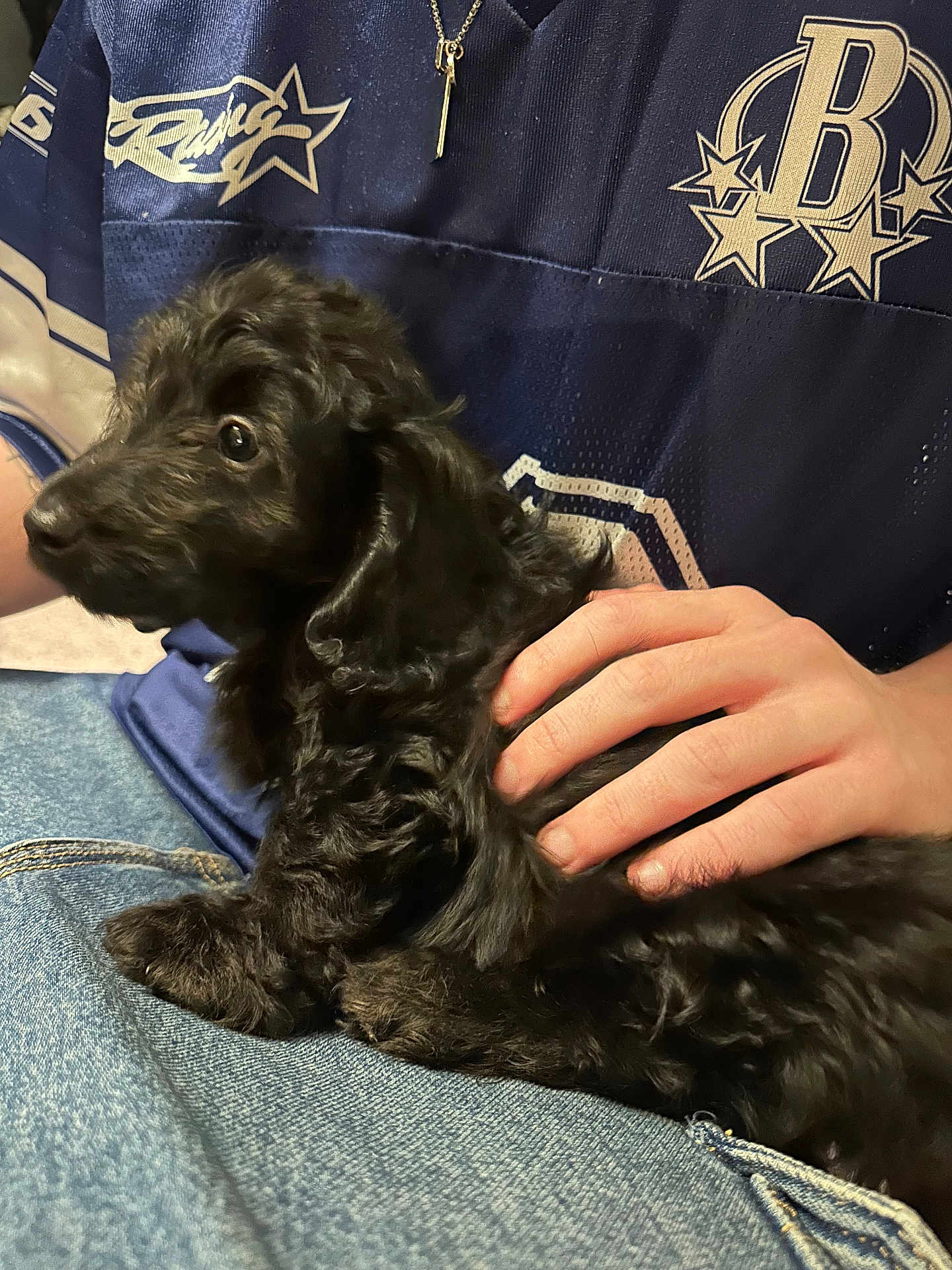 Moose is registered to the contest to win money with this photo: puppy, dog, black_fur, curly_fur, pet, hand, jeans, blue_clothing, sitting, close_up, indoor, casual, person, lap, comfort, animal, cute, fur, touch, relaxation