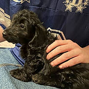 Moose joined the competition — help win amazing prizes! puppy, dog, black_fur, curly_fur, pet, lap, hand, jeans, blue_jersey, person, casual_clothing, indoor, cozy, companion, animal, young_dog, cute, domestic_animal, fur, resting