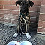 animal, brick_wall, brindle, collar, concrete_floor, cute, dog, dog_food, domestic_animal, feeding, food_bowl, leash, loyal, outdoor, pet, pet_care, puppy, sitting, waiting, young_dog