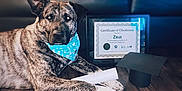 Zeus is registered to the contest to win money with this photo: animal, award, bandana, black, brown, celebration, certificate, couch, diploma, dog, floor, graduation_cap, home, indoors, lying_down, obedience, pet, pillow, portrait, white