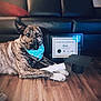 animal, award, bandana, black, brown, celebration, certificate, couch, diploma, dog, floor, graduation_cap, home, indoors, lying_down, obedience, pet, pillow, portrait, white