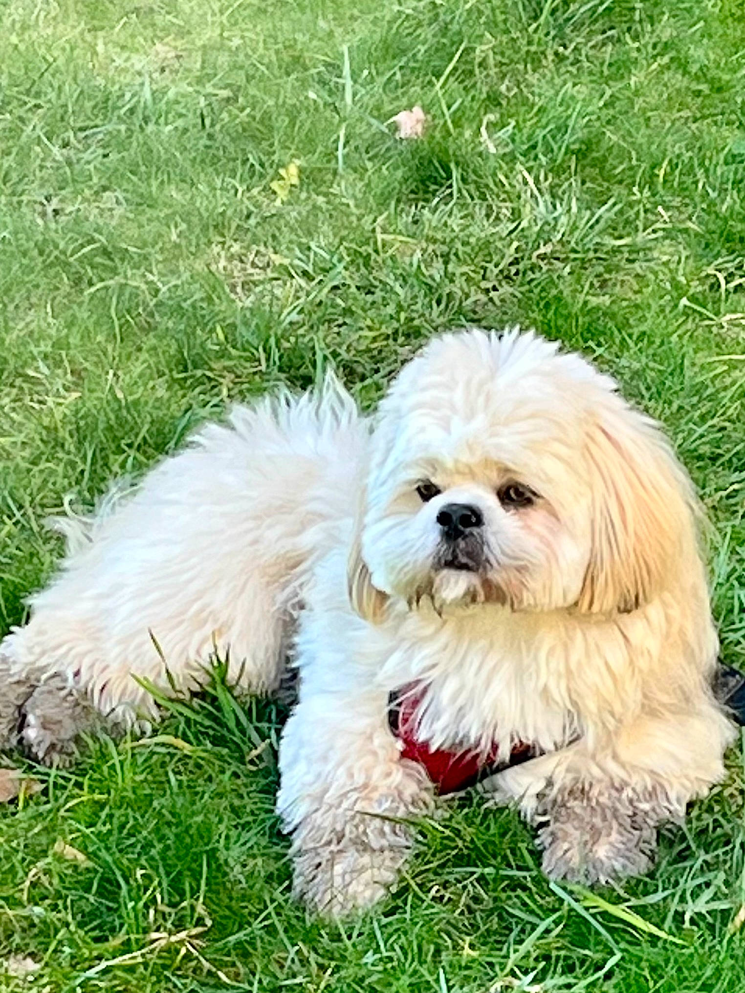 Schweppes participe au concours pour gagner de l'argent avec cette photo : canidae, carnivore, companion_dog, dog, dog_breed, dog_supply, fur, grass, mal_shi, maltepoo, plant, small_terrier, snout, sporting_group, terrestrial_animal, terrier, toy_dog, tree, water_dog, working_animal