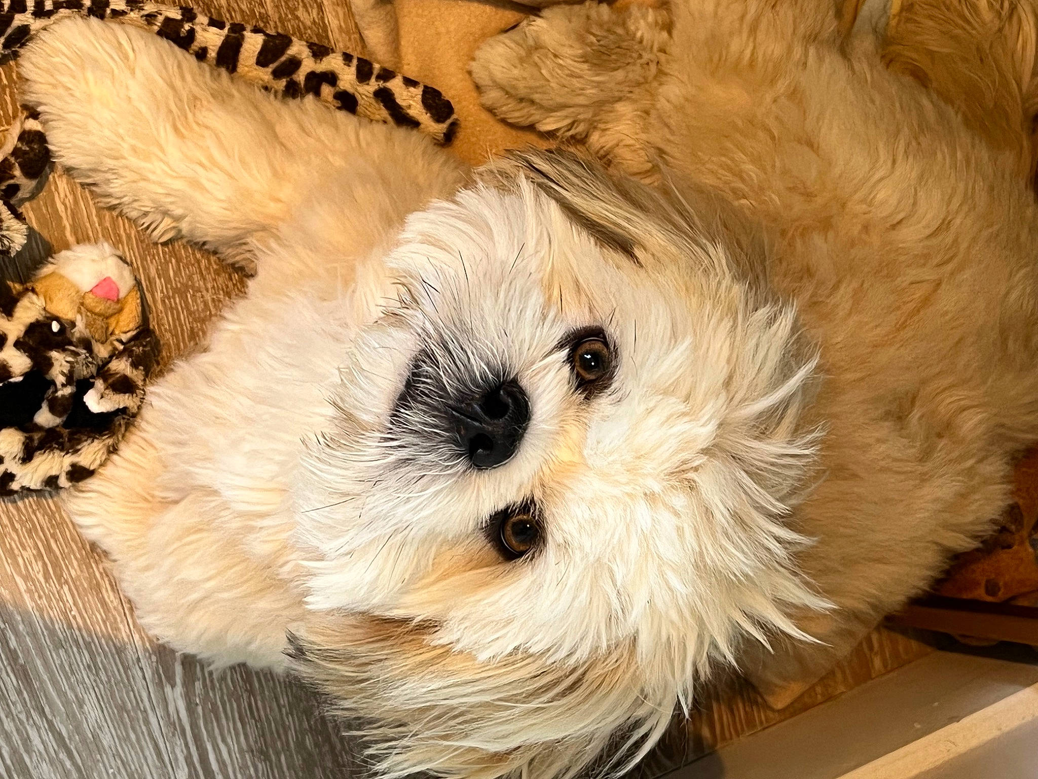 Schweppes participe au concours pour gagner de l'argent avec cette photo : art, basket, bear, canidae, carnivore, companion_dog, dog_breed, event, fawn, fur, plush, small_terrier, snout, sporting_group, stuffed_toy, teddy_bear, terrestrial_animal, toy, toy_dog, working_animal