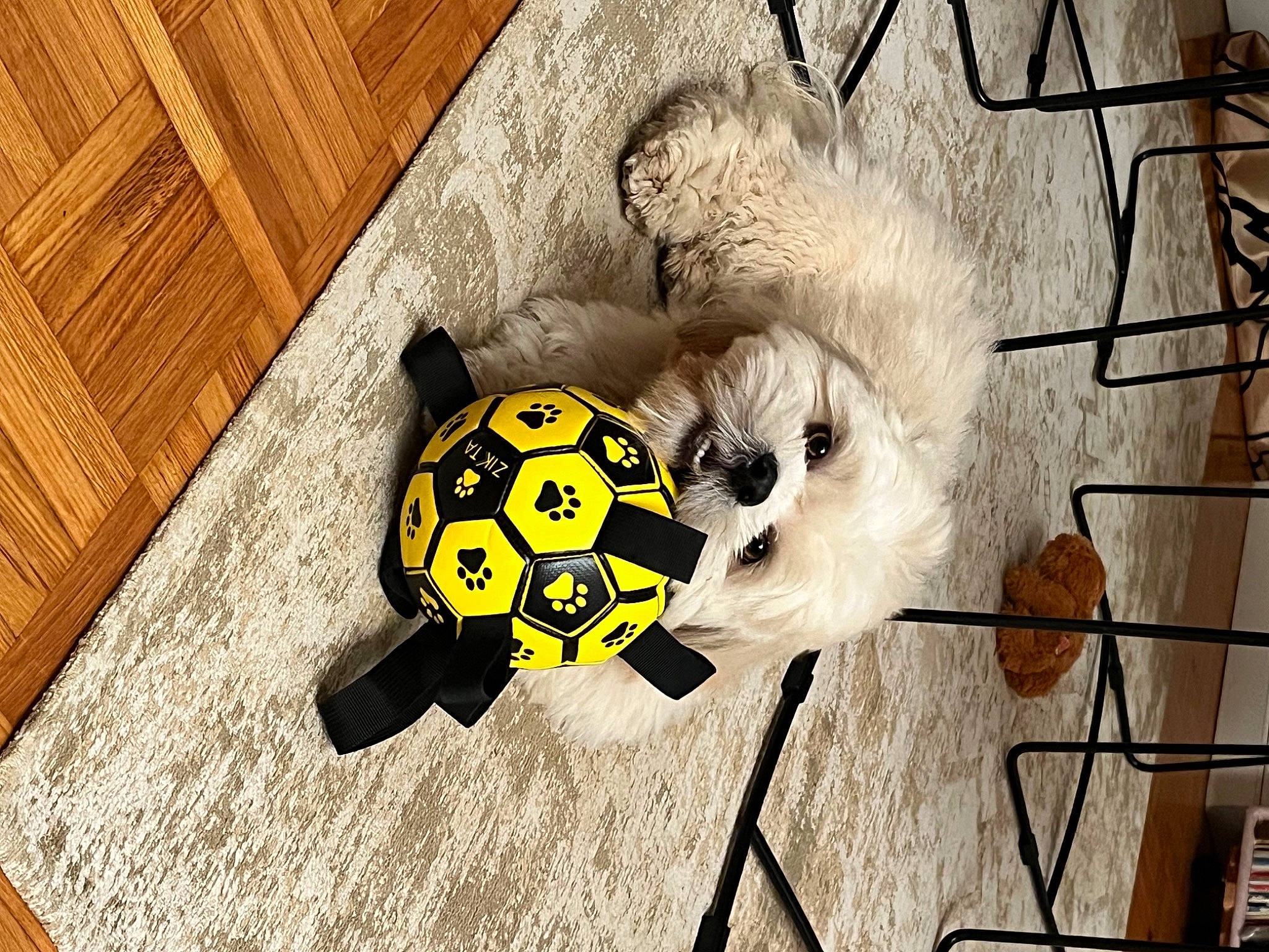 Schweppes participe au concours pour gagner de l'argent avec cette photo : art, bone, fashion_accessory, flooring, font, fur, hardwood, pattern, personal_protective_equipment, plank, room, skull, still_life_photography, toy, twig, varnish, visual_arts, wood, wood_stain