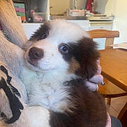 Apollo participe au concours pour gagner de l'argent avec cette photo : puppy, dog, fluffy, blue_eyes, indoor, person_holding, table, chair, kitchen, fur, cute, pet, cozy, hand, domestic_animal, close_up, young, animal, companion, love