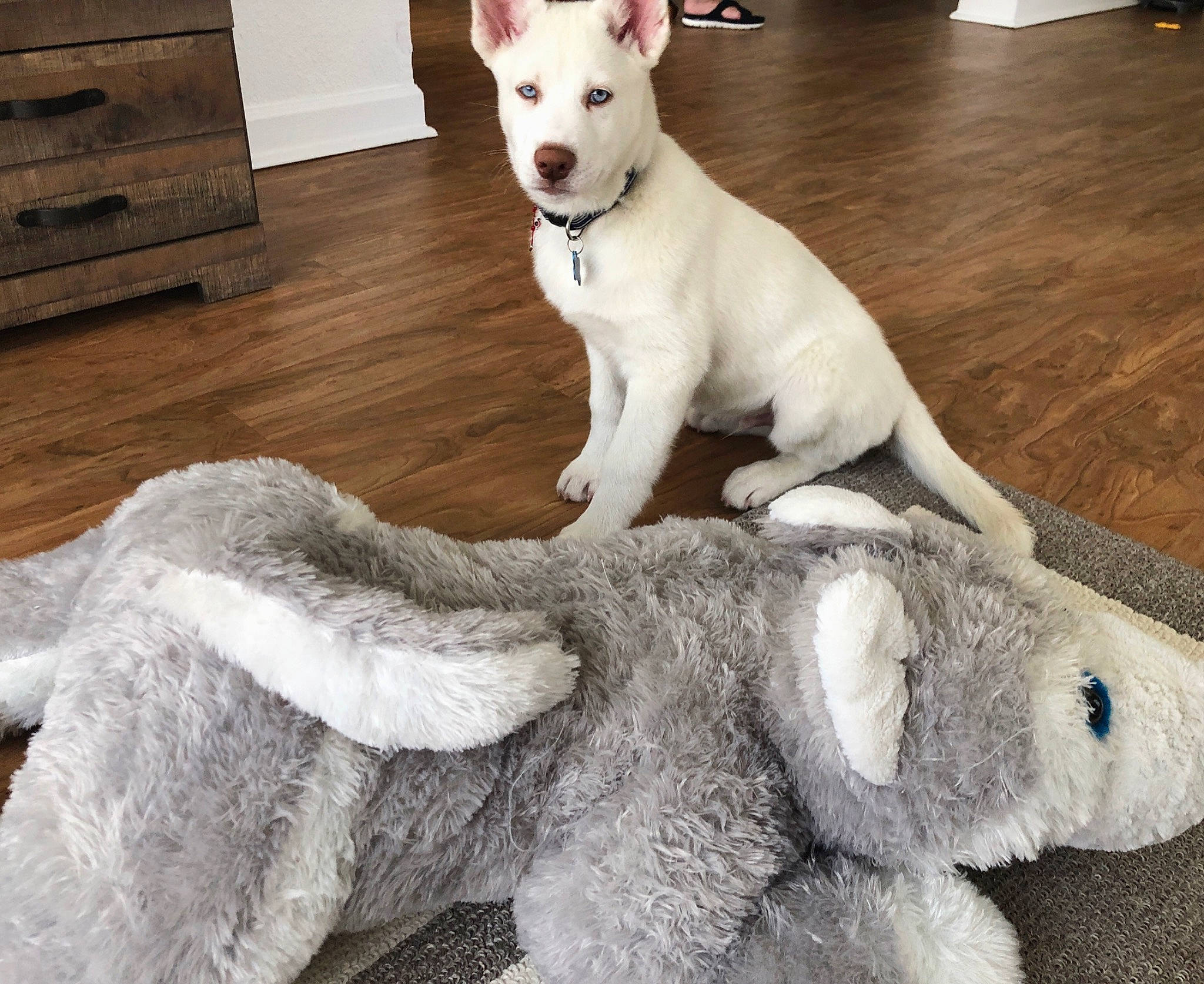 Lance is registered to the contest to win money with this photo: ancient_dog_breeds, berger_blanc_suisse, canidae, carnivore, companion_dog, dog, dog_breed, fur, korean_jindo_dog, mammal, non_sporting_group, puppy, rare_breed_dog, tail, vertebrate, white_shepherd