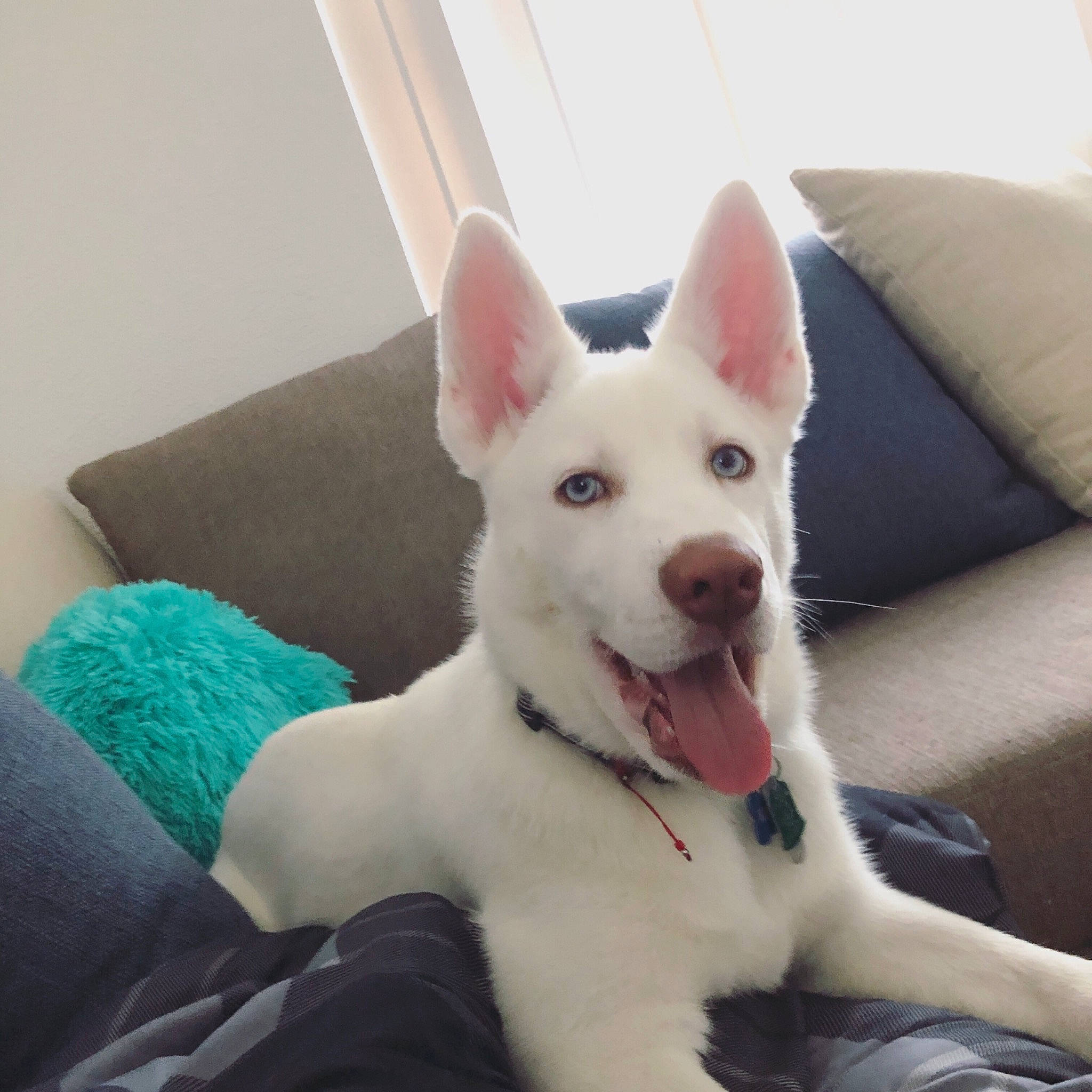 Lance joined the competition — help win amazing prizes! berger_blanc_suisse, canaan_dog, canidae, carnivore, dog, dog_breed, ear, korean_jindo_dog, labrador_husky, mammal, non_sporting_group, rare_breed_dog, siberian_husky, tamaskan_dog, vertebrate, whiskers, white_shepherd, wolfdog