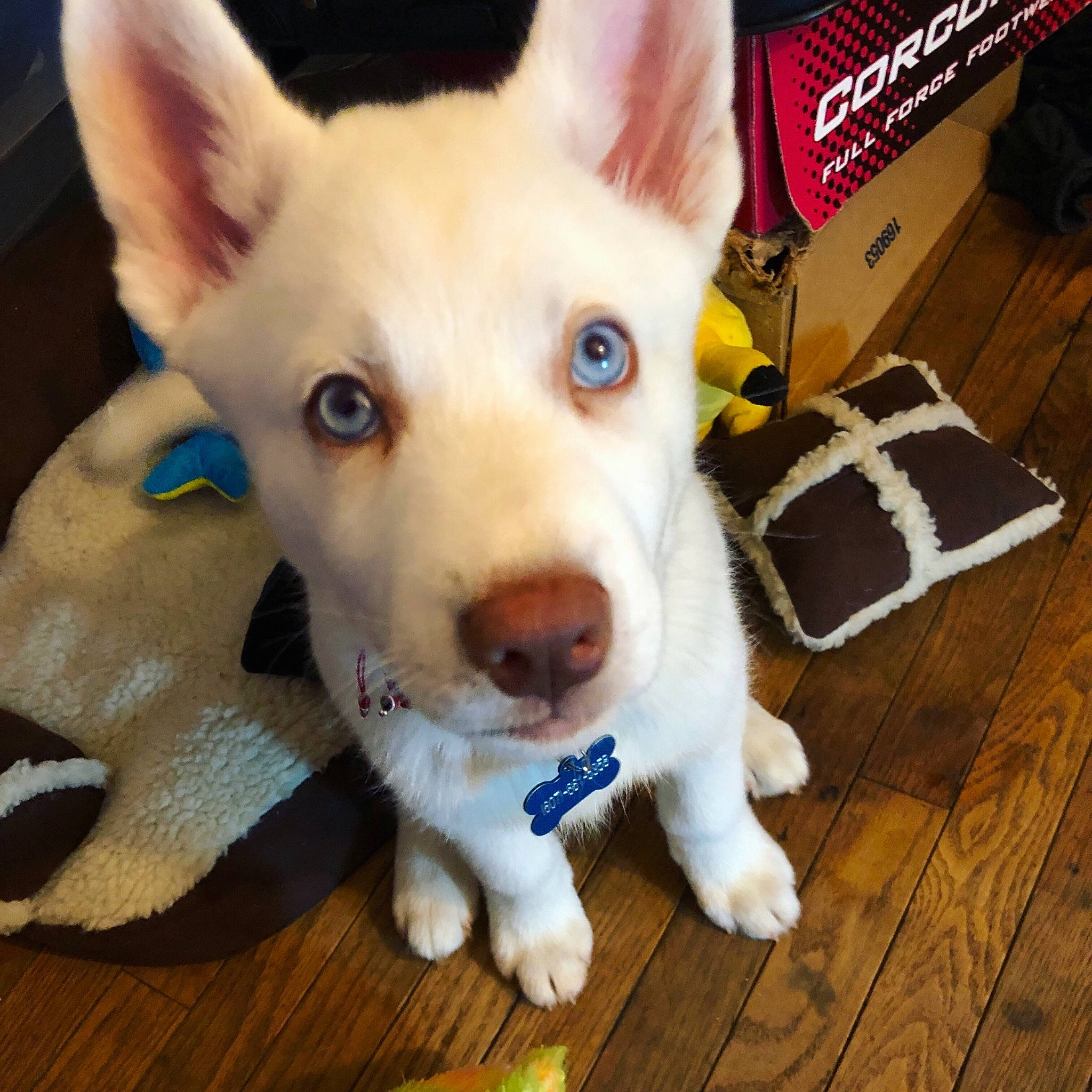 Lance joined the competition — help win amazing prizes! canaan_dog, canidae, carnivore, carolina_dog, dog, dog_breed, ear, eye, head, iris, korean_jindo_dog, labrador_husky, mammal, nose, puppy, rare_breed_dog, siberian_husky, snout, vertebrate, white_shepherd
