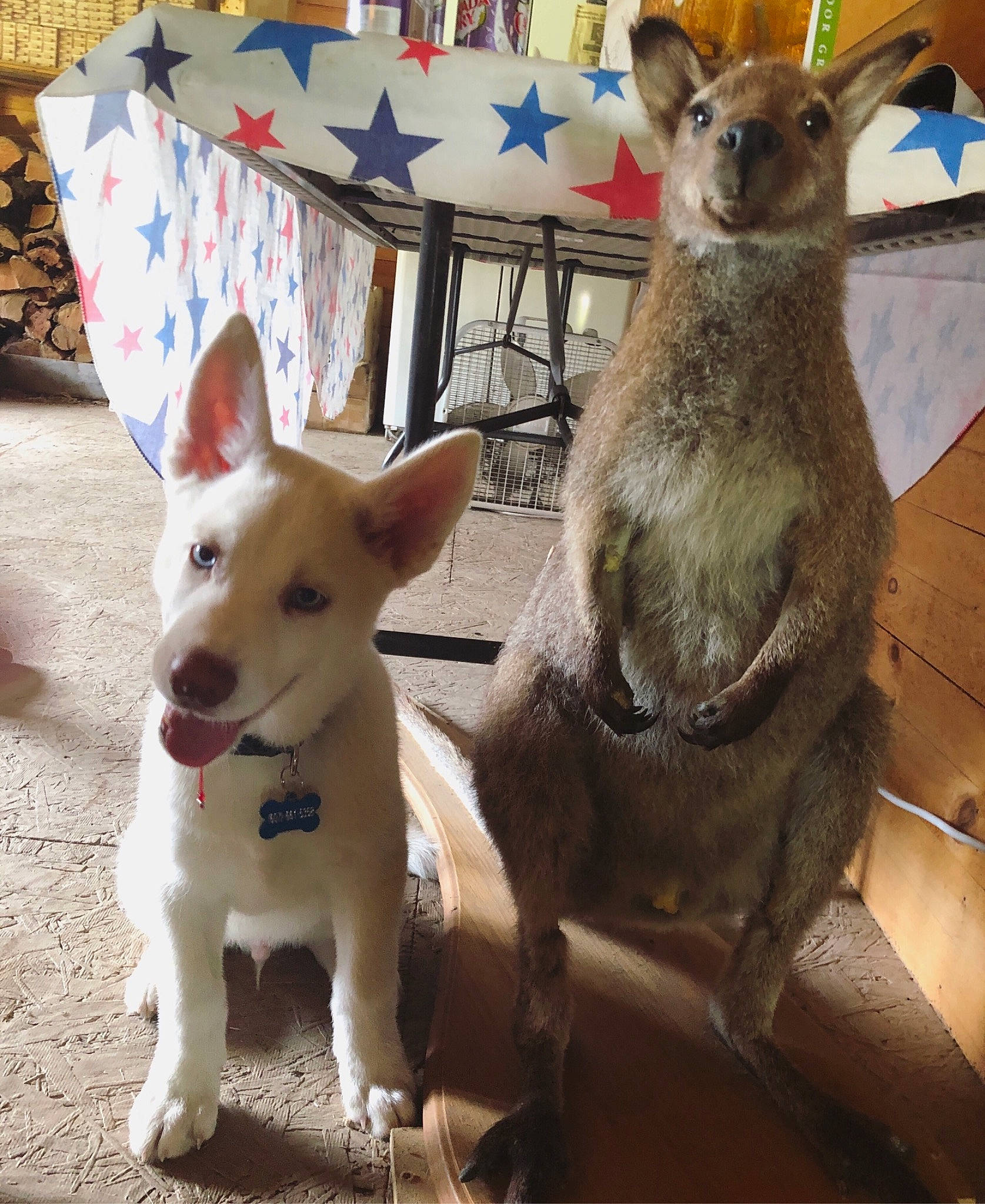 Lance is registered to the contest to win money with this photo: canaan_dog, canidae, carnivore, carolina_dog, dog, dog_breed, fawn, kangaroo, korean_jindo_dog, macropodidae, mammal, non_sporting_group, norwegian_buhund, vertebrate, wallaby