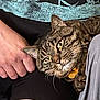 cat, tabby_cat, pet, animal, collar, tag, human_arm, human_leg, shirt, graphic_design, closeup, indoor, resting, curious, feline, whiskers, fur, domestic_cat, companion, comfort