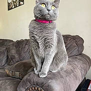 Maya is registered to the contest to win money with this photo: cat, gray_cat, yellow_eyes, pink_collar, couch, armrest, living_room, wall_art, framed_pictures, pet, feline, indoor, fur, whiskers, seated, looking_up, domestic_animal, cozy, home_decor, soft_furniture
