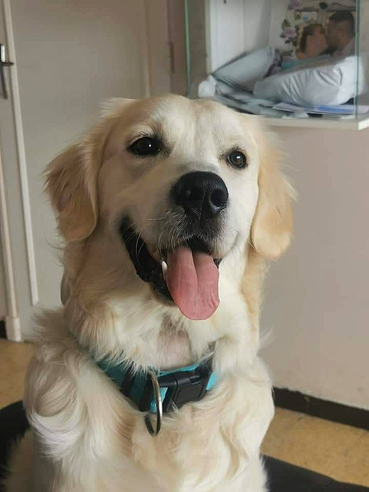 Oki participe au concours pour gagner de l'argent avec cette photo : ancient_dog_breeds, canidae, carnivore, collar, companion_dog, dog, dog_breed, dog_collar, fawn, fur, golden_retriever, gun_dog, pet_supply, retriever, snout, sporting_group, whiskers, working_animal, working_dog