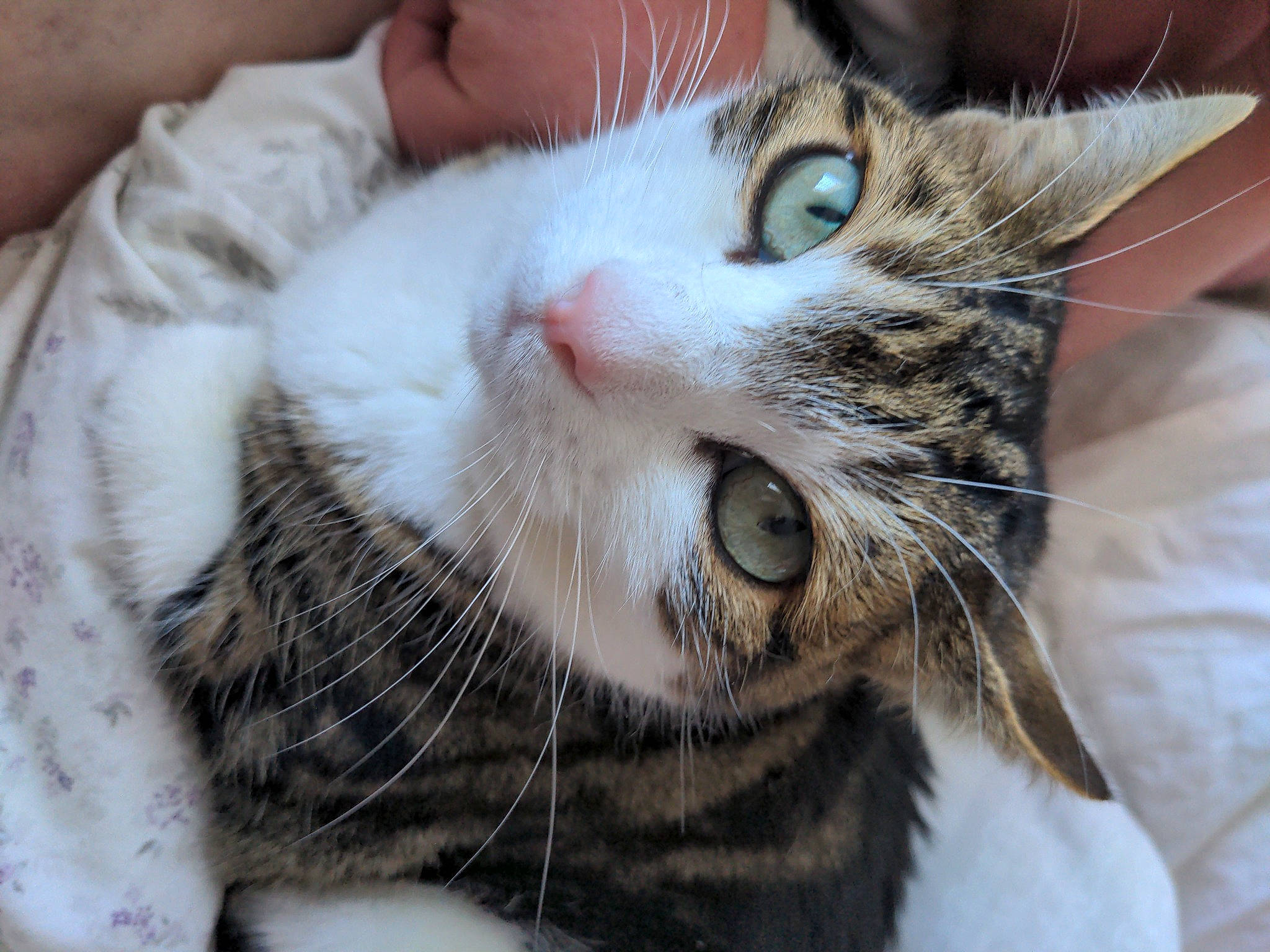 Ember is registered to the contest to win money with this photo: carnivore, cat, claw, comfort, domestic_short_haired_cat, ear, eyelash, felidae, fur, paw, small_to_medium_sized_cats, snout, terrestrial_animal, whiskers