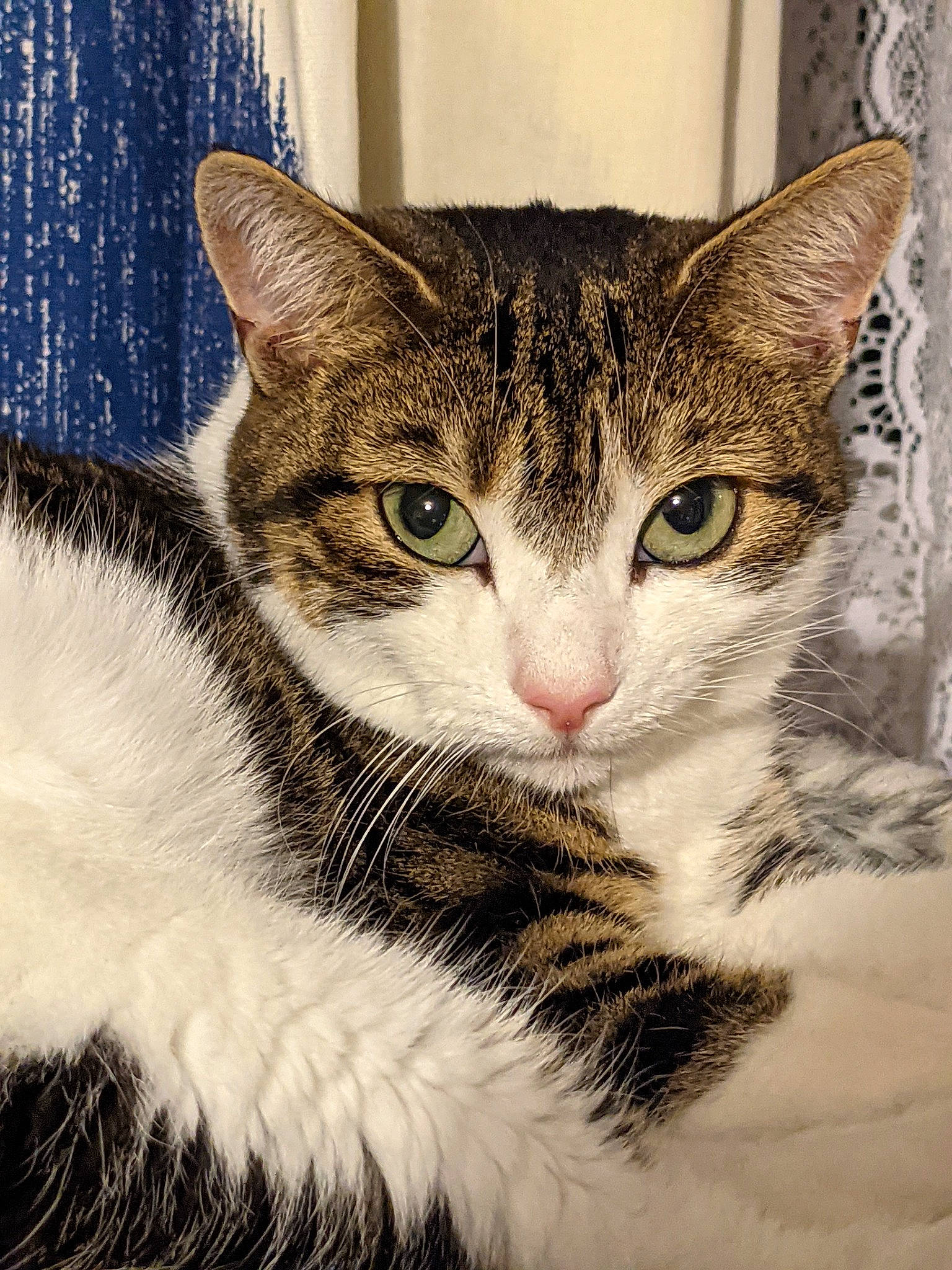 Ember is registered to the contest to win money with this photo: art, carnivore, cat, curtain, domestic_short_haired_cat, door, drawing, eye, felidae, fur, illustration, paint, painting, paw, rectangle, small_to_medium_sized_cats, snout, tail, whiskers, window