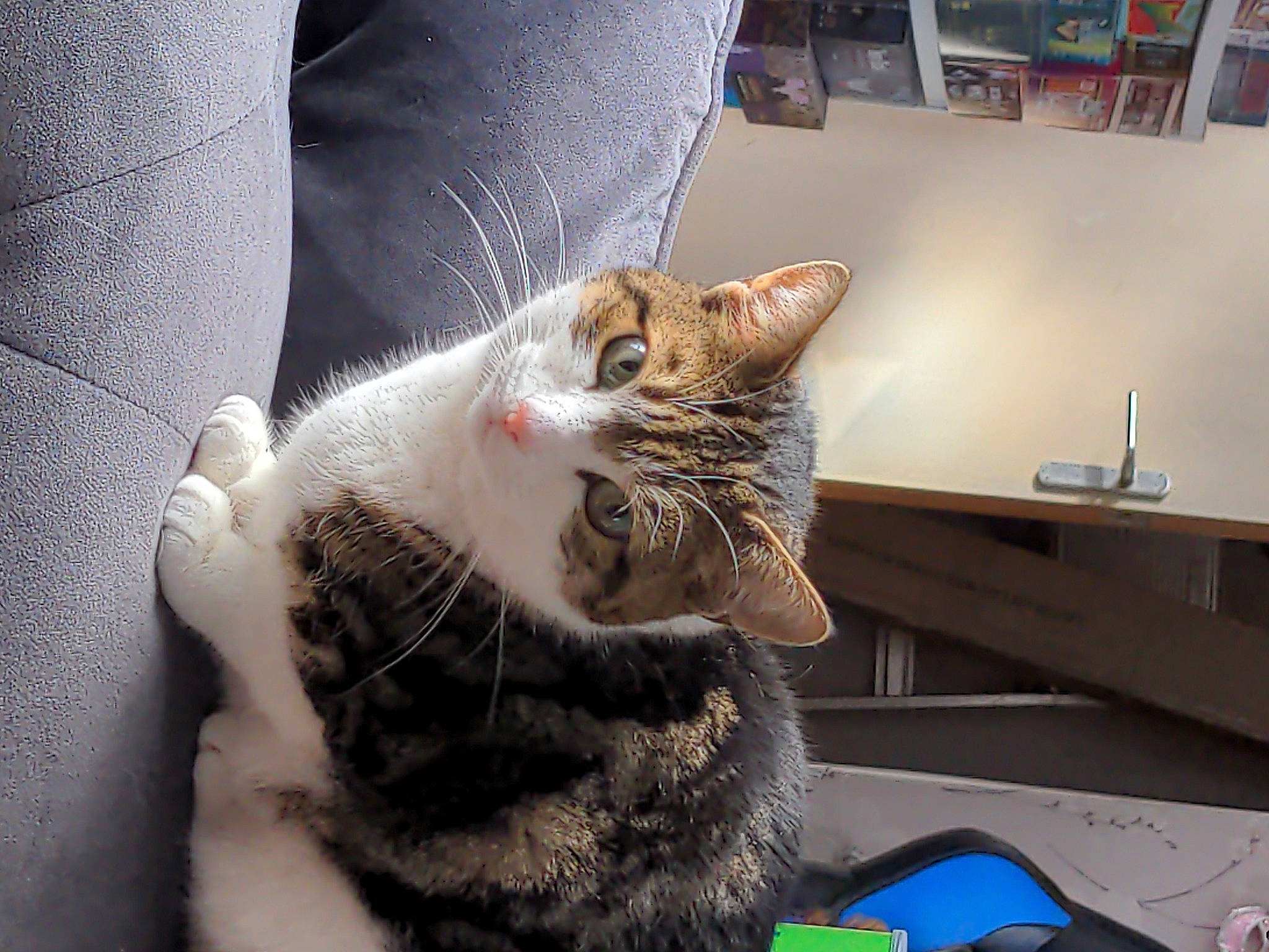 Ember is registered to the contest to win money with this photo: carnivore, cat, claw, comfort, domestic_short_haired_cat, felidae, fur, nap, paw, picture_frame, small_to_medium_sized_cats, snout, tail, whiskers