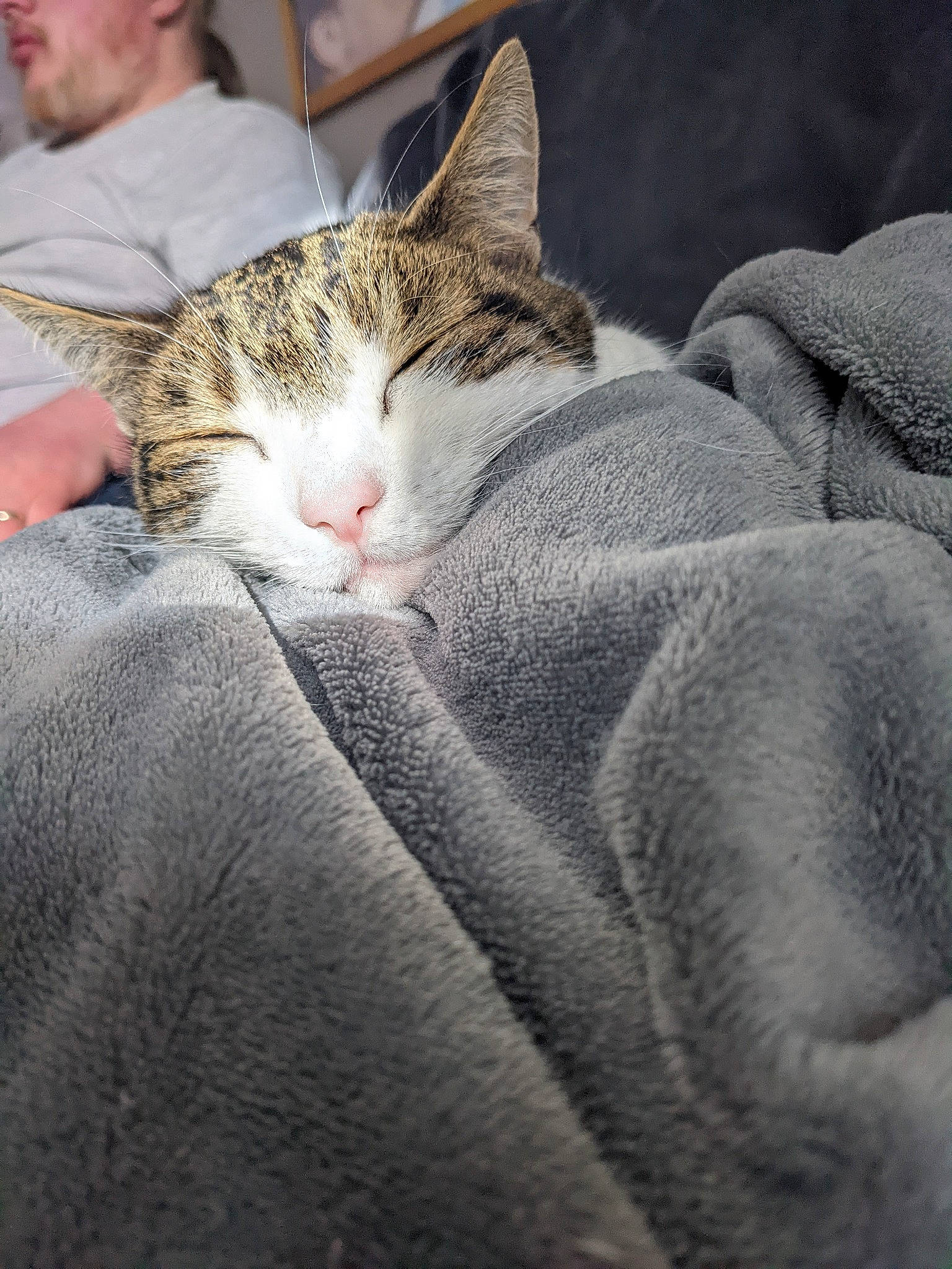 Ember is registered to the contest to win money with this photo: carnivore, cat, comfort, domestic_short_haired_cat, felidae, fur, grey, hat, linens, nap, paw, sleep, small_to_medium_sized_cats, snout, tail, whiskers