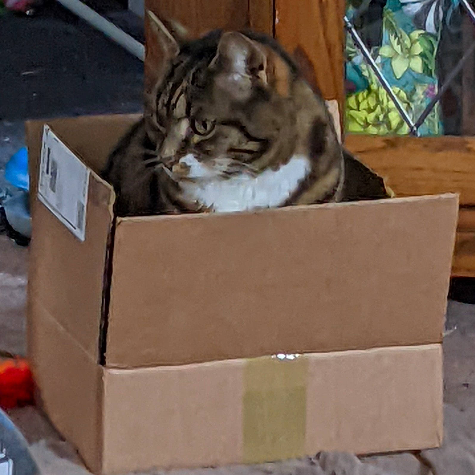 Keiko joined the competition — help win amazing prizes! box, cardboard, carnivore, carton, cat, domestic_short_haired_cat, felidae, fur, hardwood, package_delivery, packaging_and_labeling, packing_materials, paper_bag, paper_product, rectangle, shipping_box, small_to_medium_sized_cats, tree, whiskers, wood