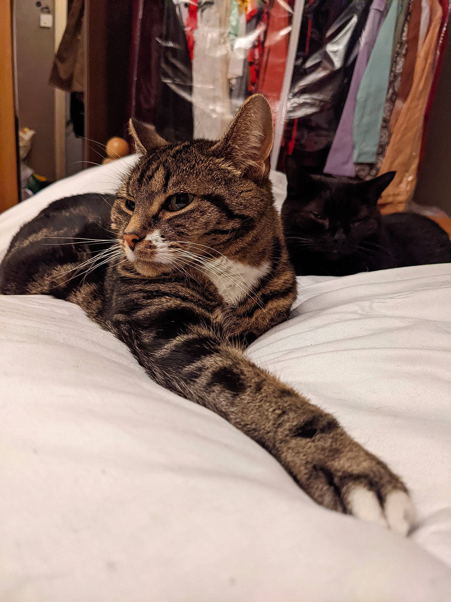 Keiko joined the competition — help win amazing prizes! bed, bed_sheet, bedding, carnivore, cat, claw, comfort, domestic_short_haired_cat, felidae, fur, grey, linens, nap, sitting, small_to_medium_sized_cats, snout, tail, terrestrial_animal, tree, whiskers