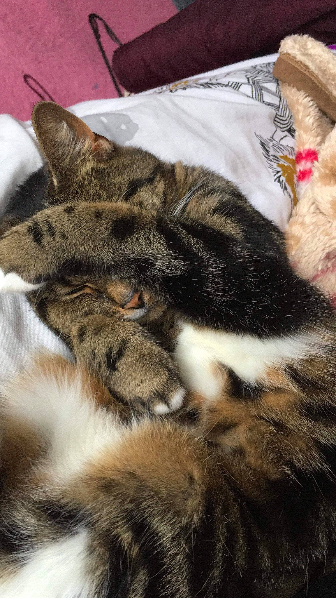 Keiko is registered to the contest to win money with this photo: carnivore, cat, claw, comfort, domestic_short_haired_cat, felidae, fur, paw, small_to_medium_sized_cats, snout, tail, terrestrial_animal, tree, whiskers