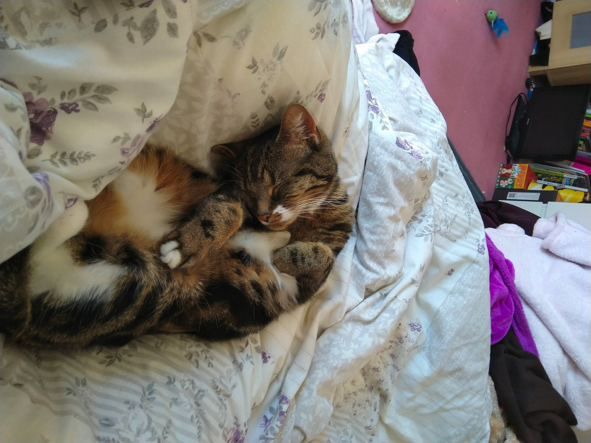 Keiko joined the competition — help win amazing prizes! bed, bed_sheet, bedding, blanket, carnivore, cat, comfort, domestic_short_haired_cat, duvet, fawn, felidae, fur, linens, nap, pattern, paw, room, small_to_medium_sized_cats, textile, whiskers