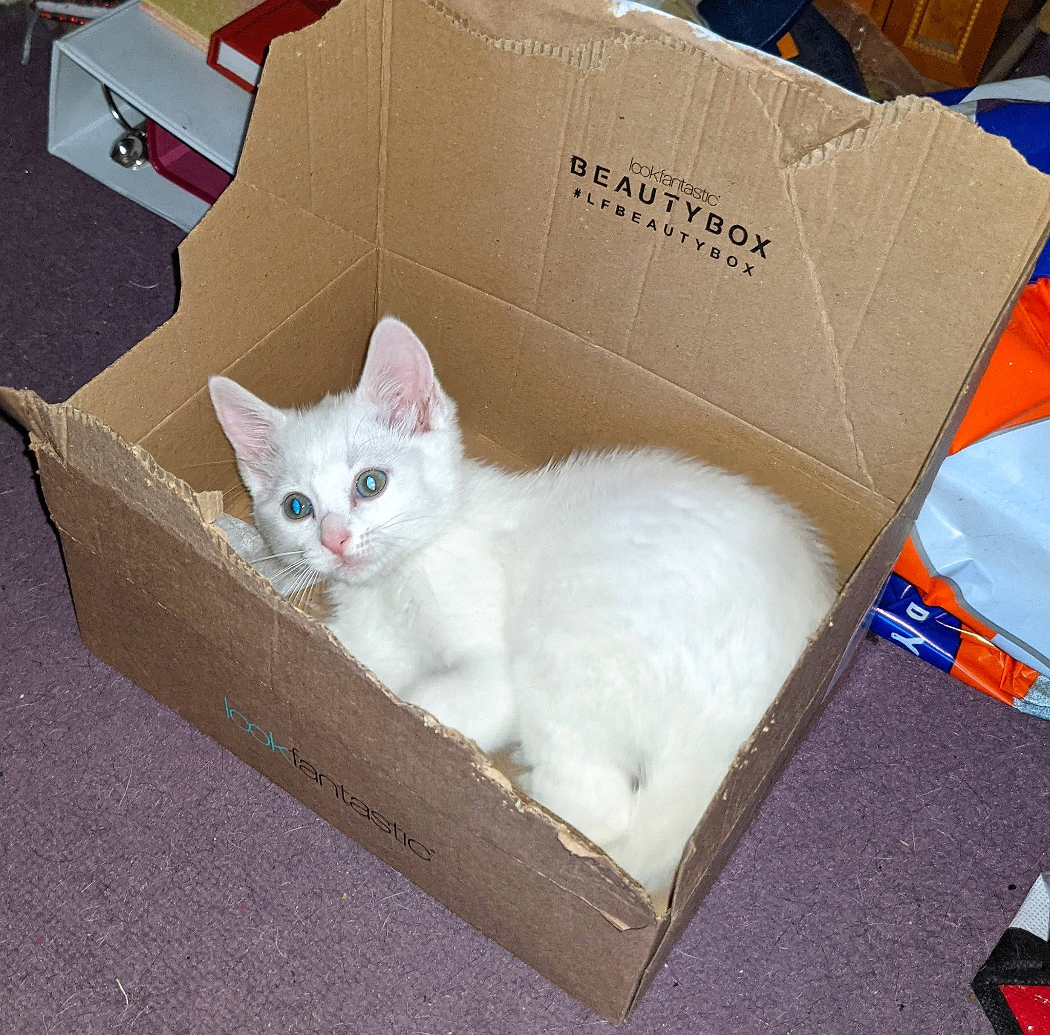 Yuki is registered to the contest to win money with this photo: box, cardboard, carnivore, carton, cat, domestic_short_haired_cat, fawn, felidae, fur, package_delivery, packaging_and_labeling, packing_materials, paper_product, paw, pet_supply, rectangle, shipping_box, small_to_medium_sized_cats, tail, whiskers