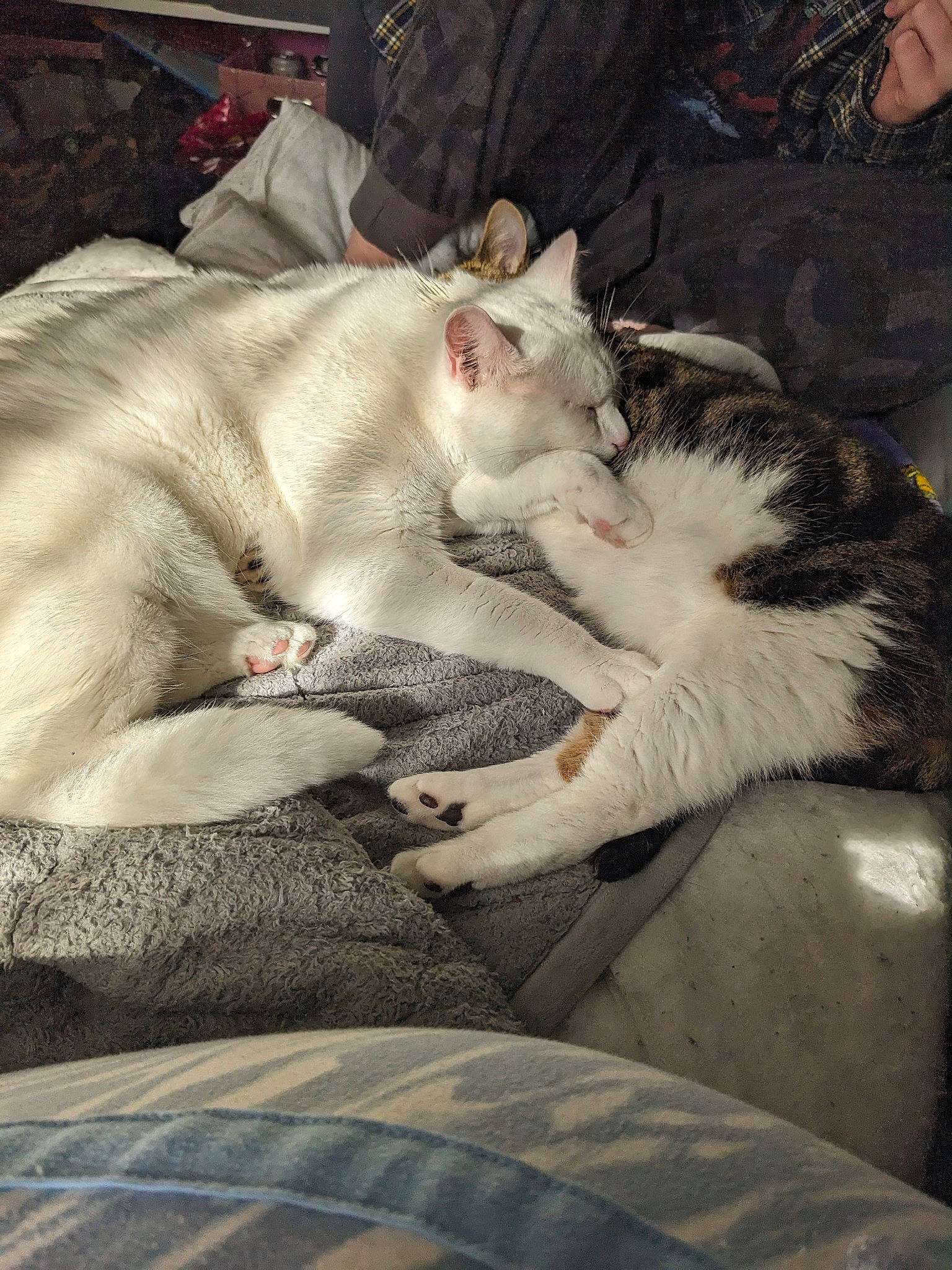 Yuki is registered to the contest to win money with this photo: canidae, carnivore, cat, comfort, domestic_short_haired_cat, fang, fawn, felidae, fur, grey, linens, nap, paw, small_to_medium_sized_cats, snout, tail, terrestrial_animal, whiskers