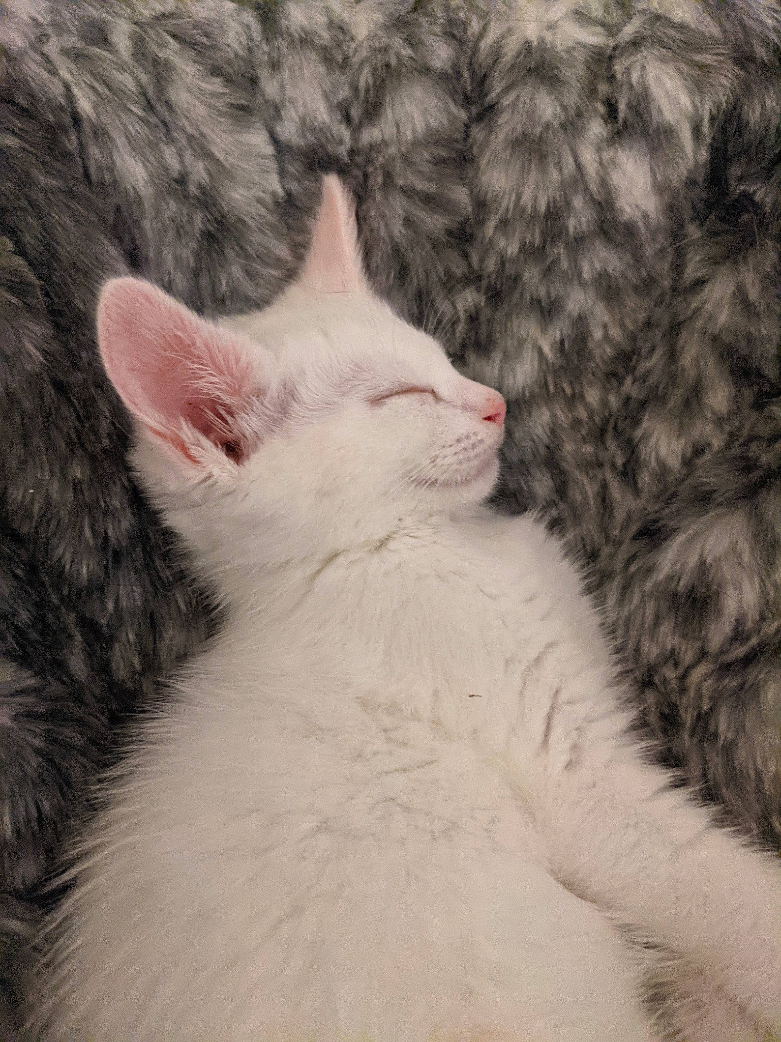 Yuki is registered to the contest to win money with this photo: carnivore, cat, claw, comfort, domestic_short_haired_cat, ear, eye, fawn, felidae, fur, gesture, head, nap, paw, sleep, small_to_medium_sized_cats, snout, tail, terrestrial_animal, whiskers