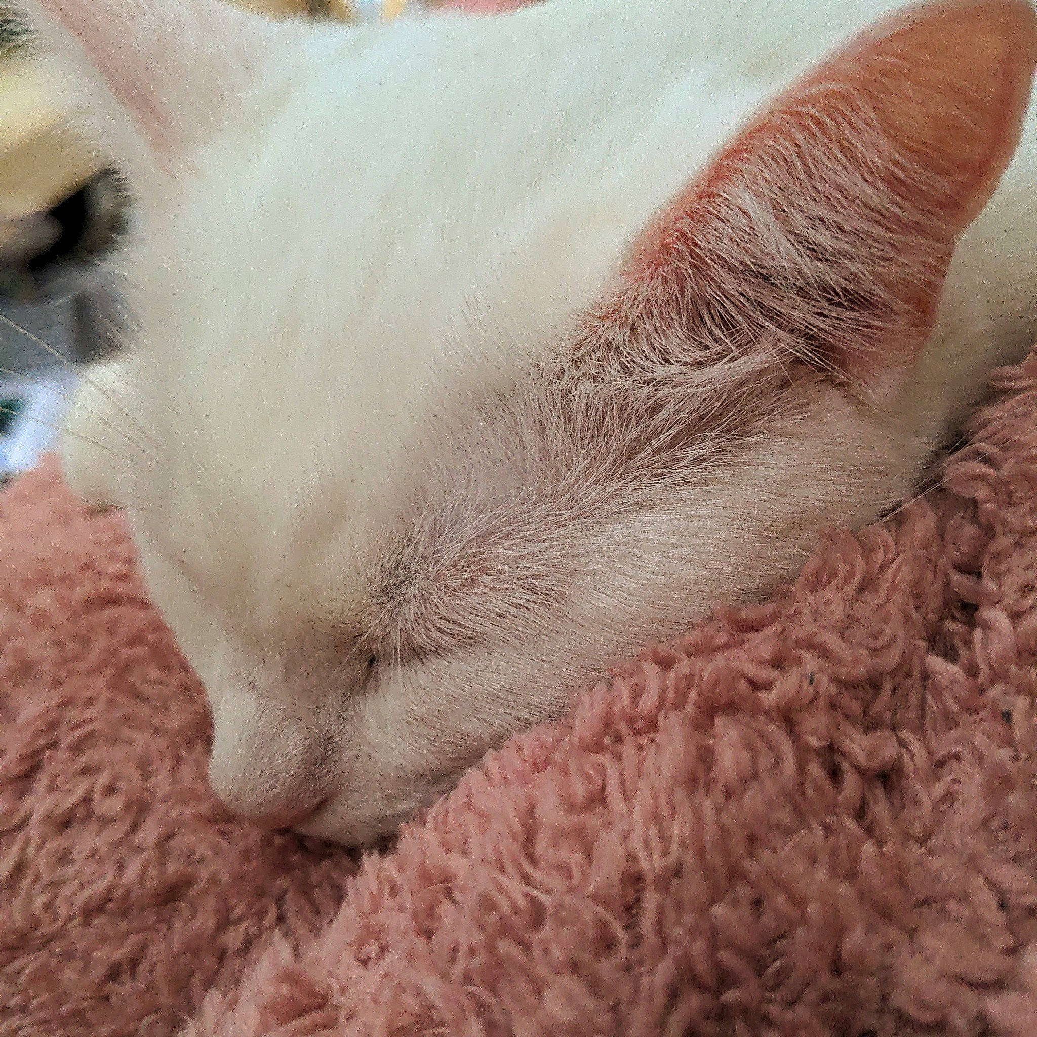 Yuki joined the competition — help win amazing prizes! carnivore, cat, claw, close_up, comfort, domestic_short_haired_cat, ear, eyelash, fawn, felidae, foot, fur, human_leg, nap, paw, sleep, small_to_medium_sized_cats, tail, terrestrial_animal, whiskers