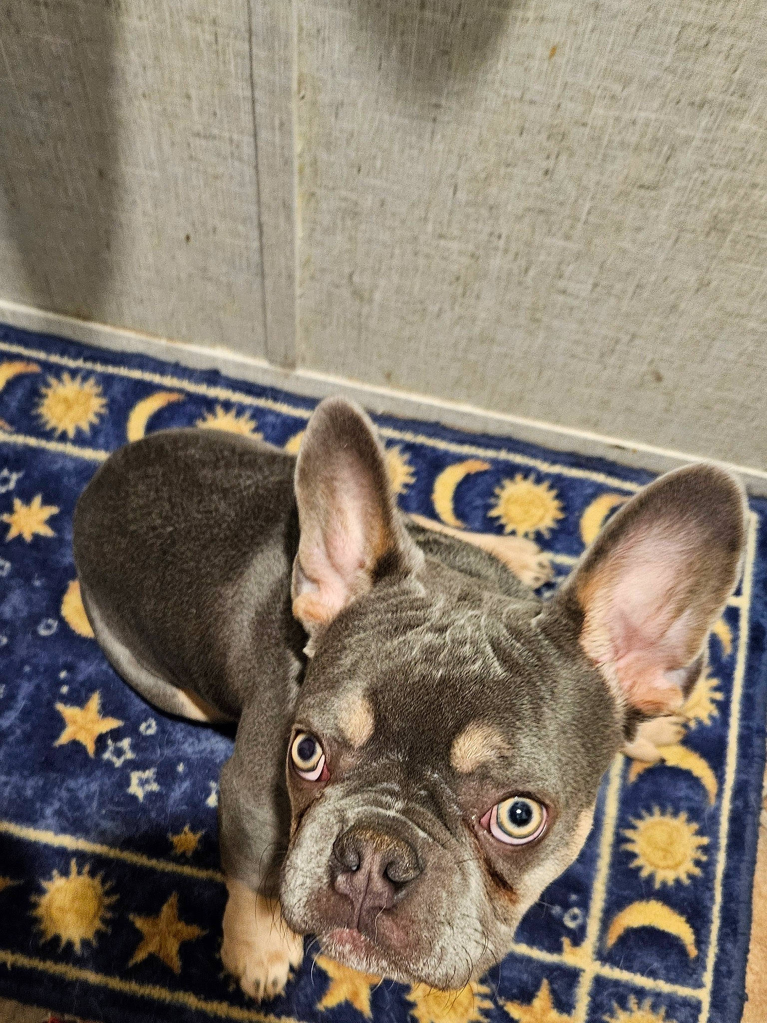 Loki joined the competition — help win amazing prizes! bicycle, canidae, carnivore, comfort, companion_dog, dog, dog_breed, ear, fawn, fur, non_sporting_group, puppy, snout, sporting_group, terrestrial_animal, toy_dog, whiskers, working_animal