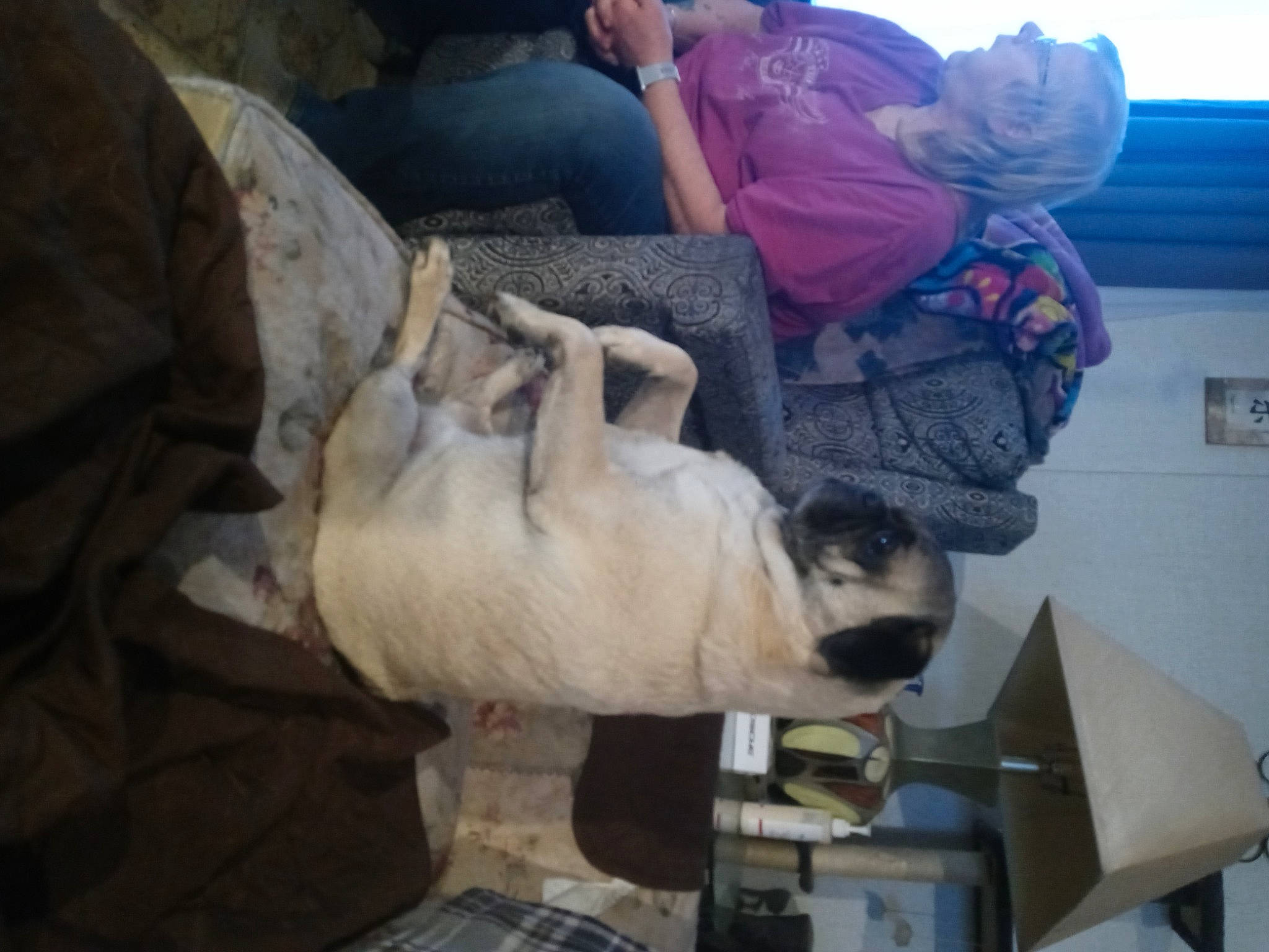 Waldo joined the competition — help win amazing prizes! canidae, carnivore, comfort, companion_dog, dog, dog_breed, fawn, felidae, fur, non_sporting_group, pug, room, small_to_medium_sized_cats, snout, sporting_group, tartan, toy_dog, tree, working_animal, wrinkle