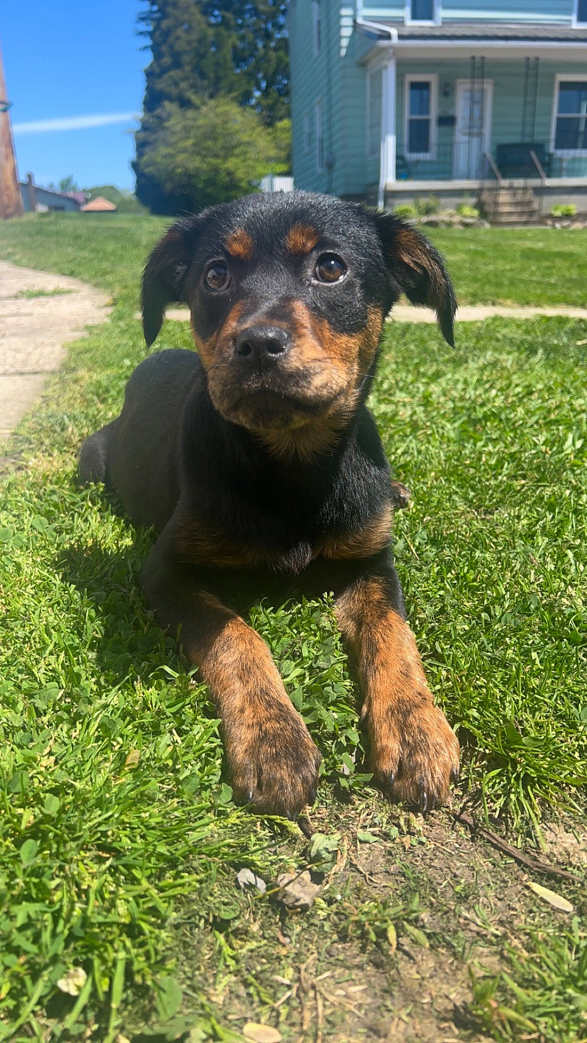 Luna joined the competition — help win amazing prizes! art, canidae, carnivore, companion_dog, dog, dog_breed, fawn, garden, grass, groundcover, pinscher, plant, rottweiler, sky, snout, sporting_group, terrestrial_animal, window, working_animal, working_dog