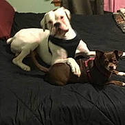 Casper is registered to the contest to win money with this photo: animal, bed, bedroom, black_bedspread, brown_dog, companions, cozy, curtains, dog, domestic, furniture, harness, indoor, lying_down, pet, relaxing, resting, two_dogs, wall, white_dog