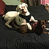 animal, bed, bedroom, black_bedspread, brown_dog, companions, cozy, curtains, dog, domestic, furniture, harness, indoor, lying_down, pet, relaxing, resting, two_dogs, wall, white_dog